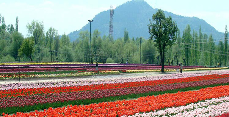 Flower Garden Kashmir